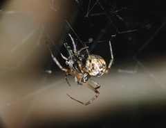 Parasteatoda songi