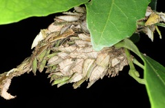 Calligaster himalayensis