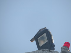 Streptopelia decaocto