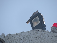 Streptopelia decaocto