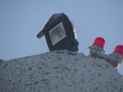 Streptopelia decaocto