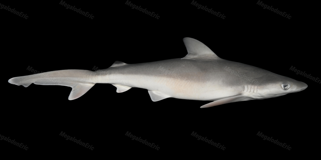 Indonesian Whaler Shark