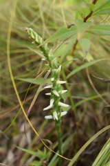 Spiranthes incurva