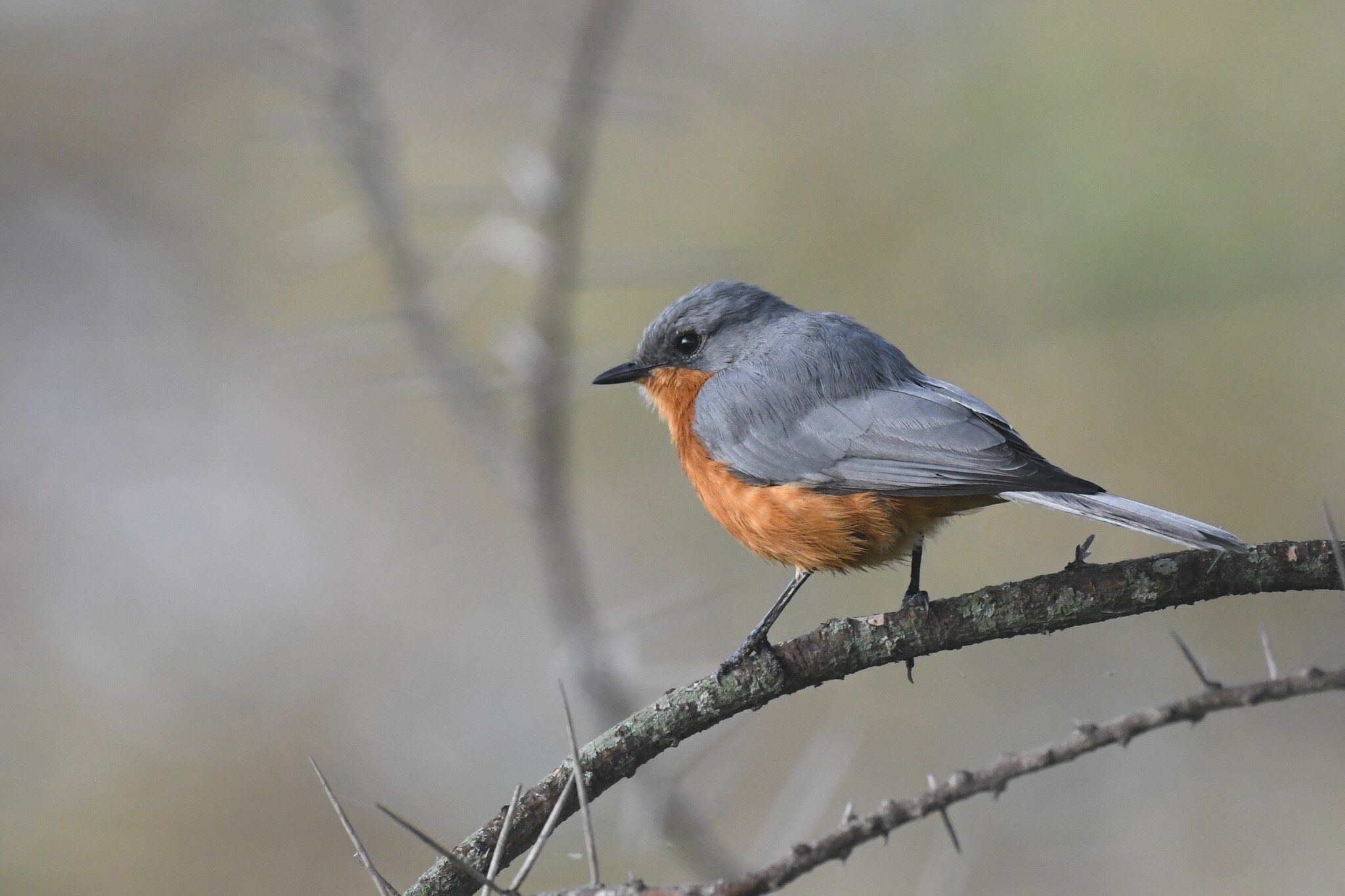 Silverbird (Empidornis semipartitus), photo 10