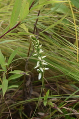 Spiranthes incurva