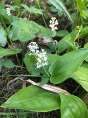 Maianthemum canadense