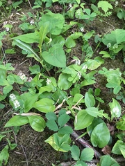 Maianthemum canadense