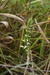 Spiranthes incurva