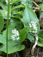 Maianthemum canadense
