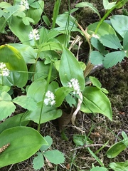 Maianthemum canadense