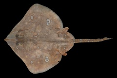 Ocellate Spot Skate photo 2
