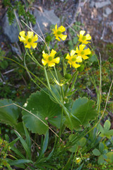 Ranunculus insignis