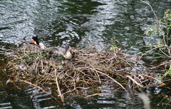 Podiceps cristatus australis