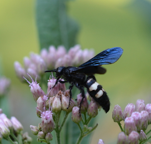 Double-banded Scoliid Wasp photo 4