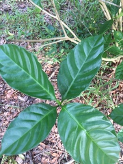 Gardenia jasminoides