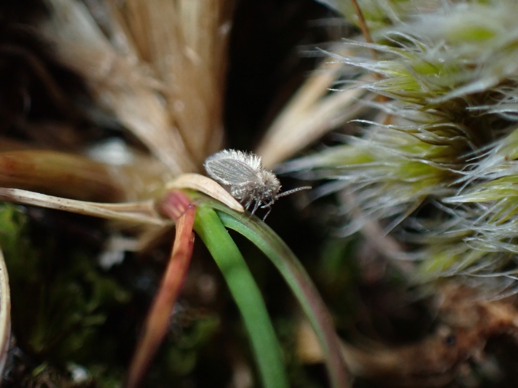 Psychoda parthenogenetica