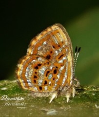 Sarota myrtea
