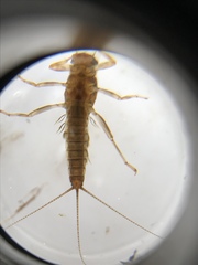 Atalophlebioides cromwelli