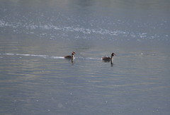 Podiceps cristatus australis