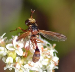 Physocephala marginata