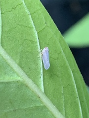 Omolicna