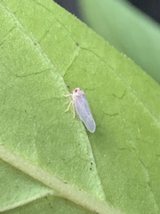 Omolicna