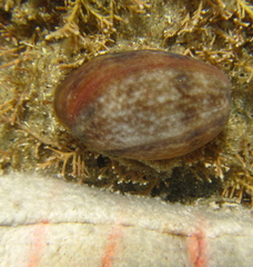 Bulla quoyii