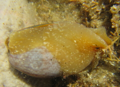 Bulla quoyii