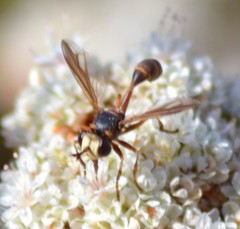 Physocephala marginata