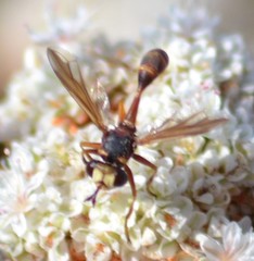 Physocephala marginata