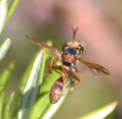 Physocephala marginata
