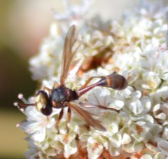 Physocephala marginata