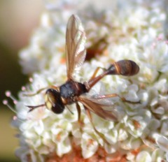 Physocephala marginata