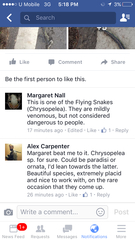 Chrysopelea