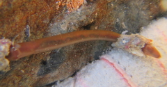 Maldanidae