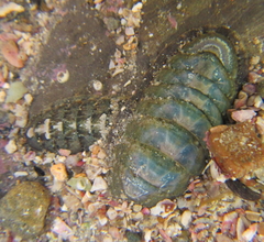 Ischnochiton maorianus