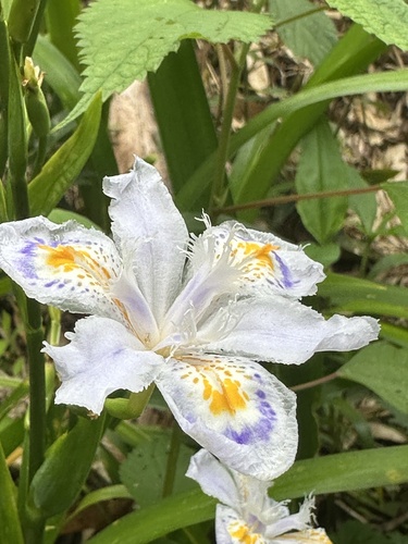 Iris japonica