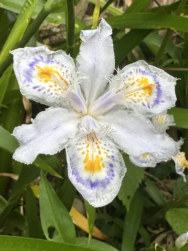 Iris japonica