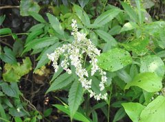 Vitex negundo cannabifolia