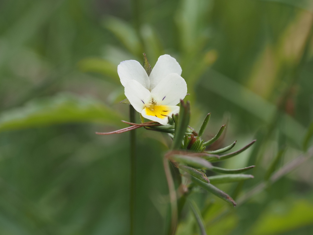 Viola tricolor