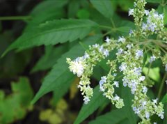 Vitex negundo cannabifolia