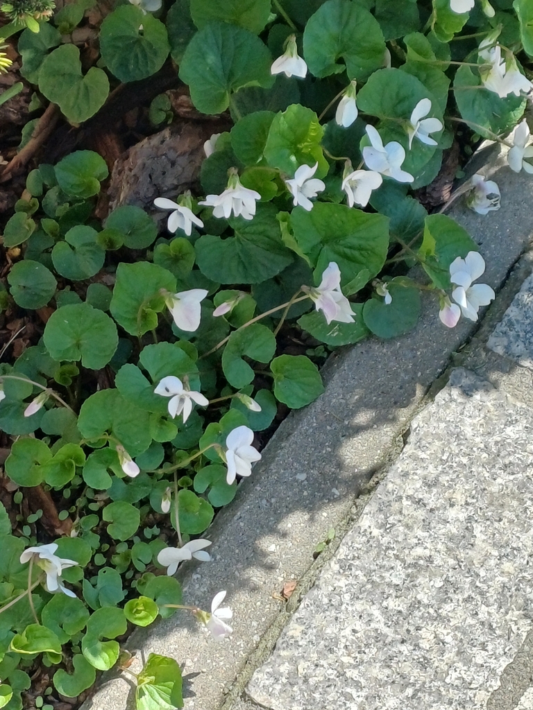 Viola odorata