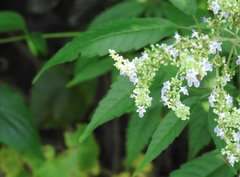Vitex negundo cannabifolia