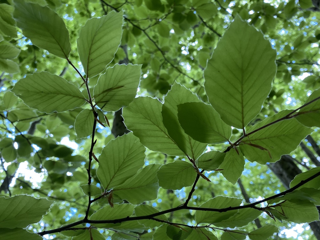 Fagus sylvatica