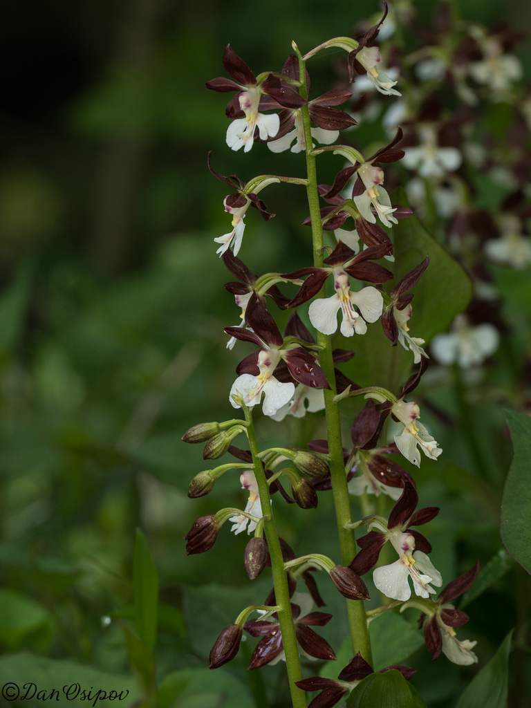 Calanthe discolor