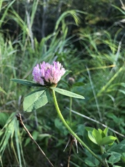 Trifolium pratense