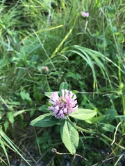 Trifolium pratense