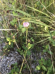 Trifolium pratense