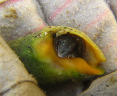 Pagurus novizealandiae