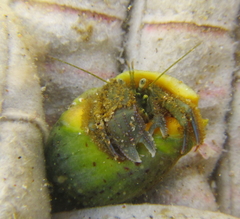 Pagurus novizealandiae